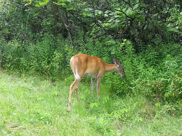 Fearless deer on Radial Trail