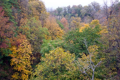 A view from the Escarpment