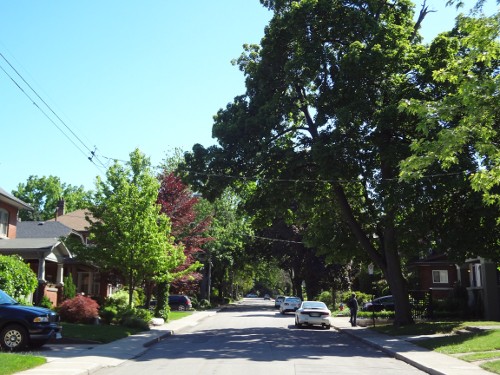 Tree canopy in southwest Hamilton (RTH file photo)