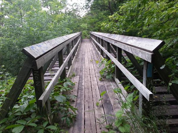 Wooden footbridge over Sydenham Creek