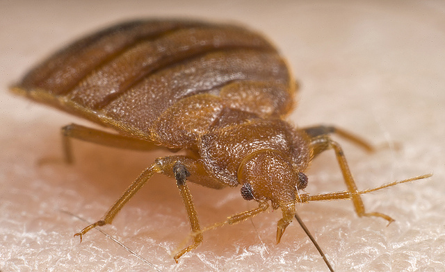Bed bug nymph feeding (Image Credit: Flickr/AFPMB. Licenced under CC BY-NC-ND 2.0)