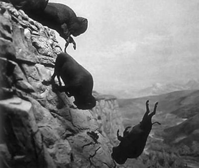 Bison going over a cliff