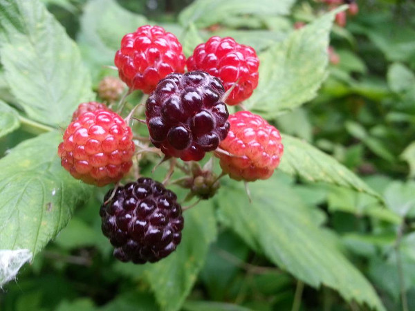 Black raspberries on side trail in Dundas (from 2015)