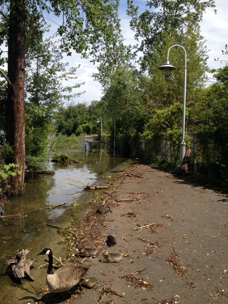 Waterfront Trail flooded, photo taken on June 25, 2017 (Image Credit: Brad Young)