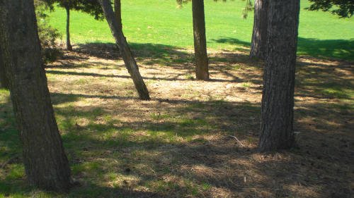 Rest spot in a grove of pines