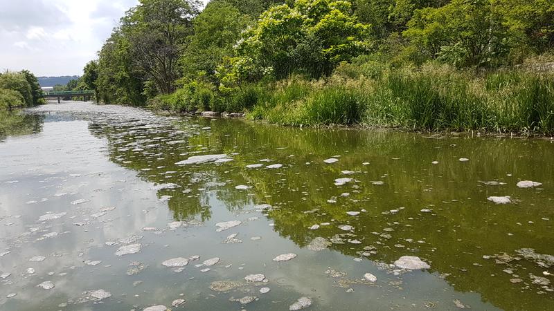 Looking upstream at Chedoke Creek, July 5, 2018 (Image Credit: Tys Thysmeyer)