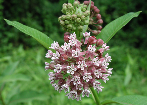 Common milkweed