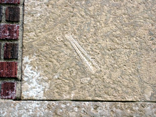Figure 18. Detail of Tyndall stone at Delta Collegiate, showing fossil (cephalopod), and mottled texture.