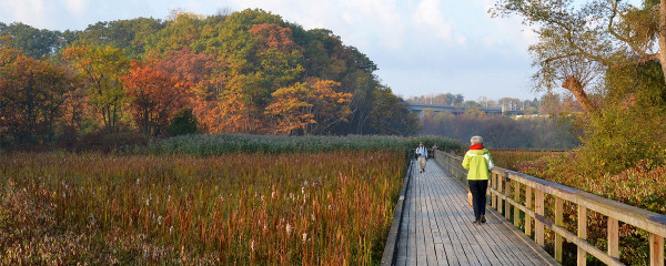 Image Credit: Cootes to Escarpment