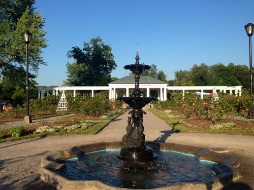 Delaware Park rose garden