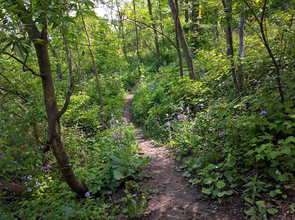 Forest trail on Niagara Escarpment in central Hamilton (RTH file photo)