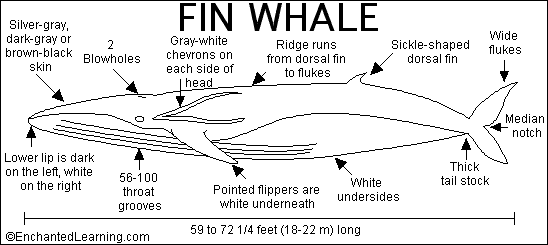 Fin Whale (with audio)