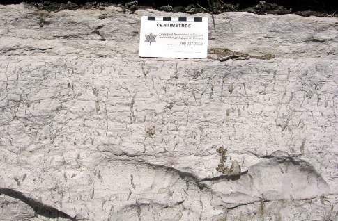 Figure 5. Detail of Kingston limestone, showing vertical structures produced by organisms burrowing in the Ordovician carbonate muds.