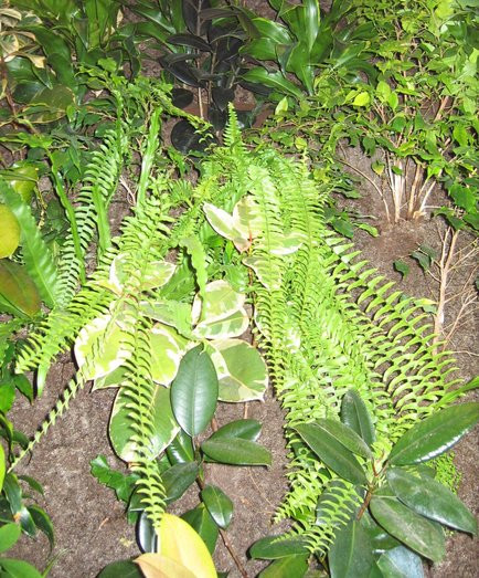 Central branch living wall