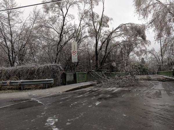 Branches collapsed onto Hunt street and in the parking lot of Christ the King Cathedral (Image Credit: Isabella Lopes/RSJ)