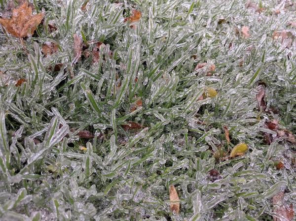 Grass in Hamilton is freezing over from the weather conditions, creating ice patches and icicle shaped strands of grass (Image Credit: Isabella Lopes/RSJ)