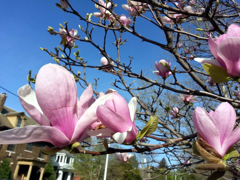 Magnolia blossoms on Homewood near Locke