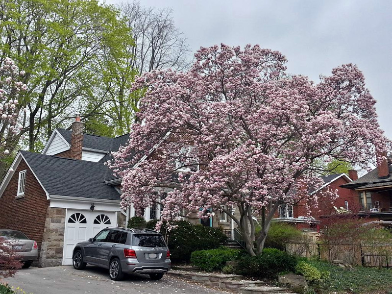 Magnolia on Glenfern near Mountain