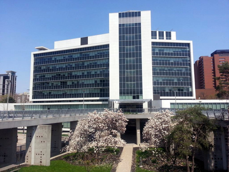 Magnolias behind City Hall