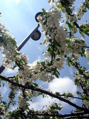 Flowering trees in a parking lot