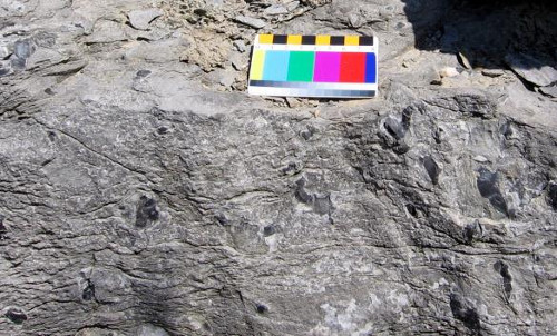 Figure 2. Onondaga limestone with chert, Hagersville (scale in cms).