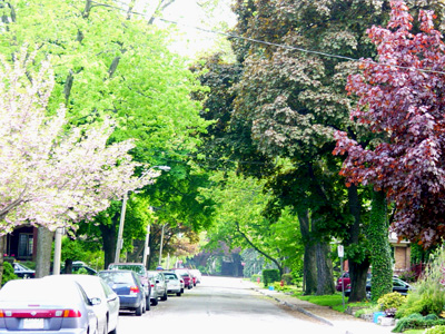 Trees clean the air. Trees improve water quality. Trees save energy. Trees raise real estate value. Trees are good for business. Trees help stop inner city violence. The list goes on. (RTH File Photo)