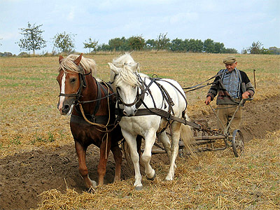 The plough was a significant invention and beneficial tool of convenience for humans. (Image Source: Wikipedia)