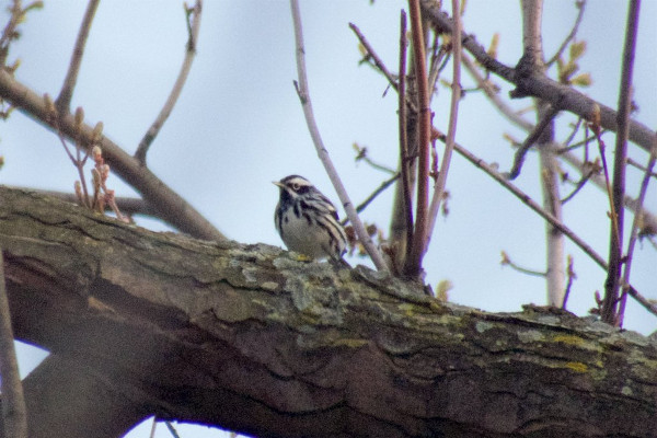 Black-and-White Warbler, Confederation Park