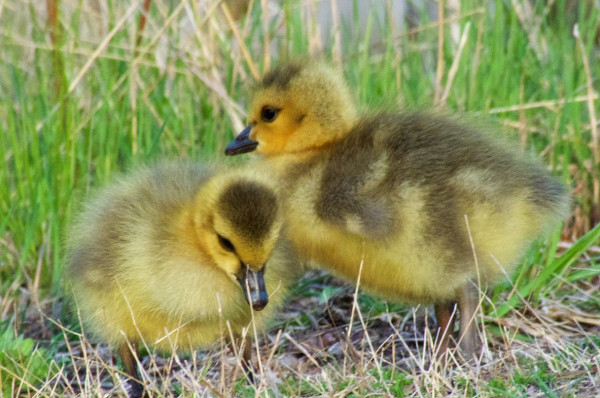 Canada Goose goslings, Princess Point