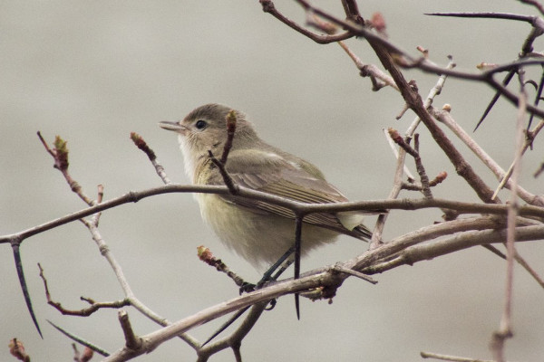 Warbling Vireo, Princess Point