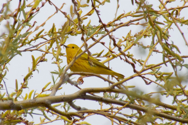 Yellow Warbler, Princess Point