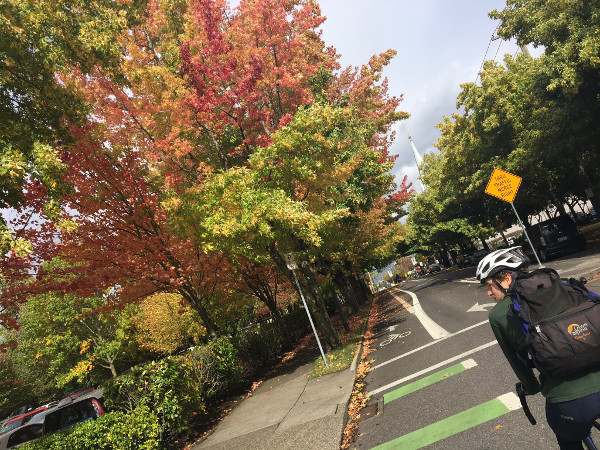 Street trees in Portland (Image Credit: Bike Portland)