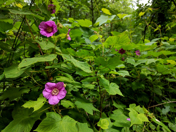 Purple flowering raspberry on the Escarpment Trail