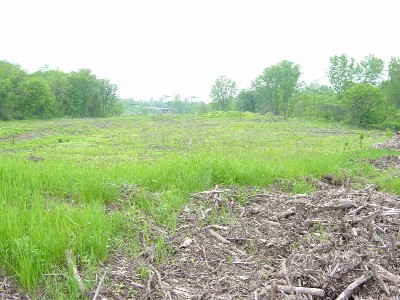 Red Hill Clearcut facing south, as seen from under Main St. (Photo Credit: Ryan McGreal)