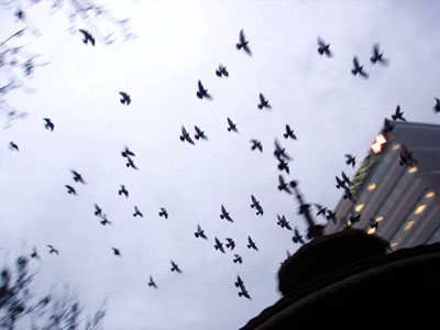 Pigeons wheel over the fountain