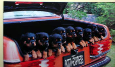 Fascist rottweiler puppies?