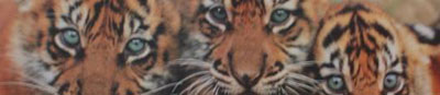 There is no escaping the gaze of the tigers