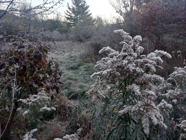 Spring Creek Trail early morning frost