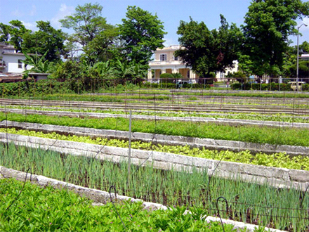 An urban farm in Havana. Photo by Eliza Barclay