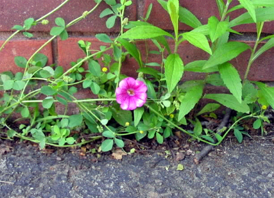 Exhibit 4: Weeds in the pavement