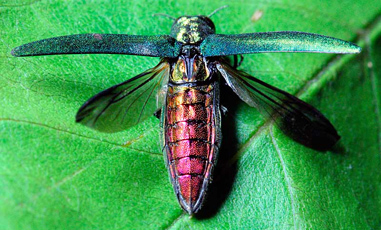 Emerald ash borer (Image Credit: Wikipedia)